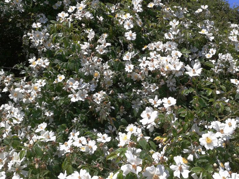 Rosa sempervirens